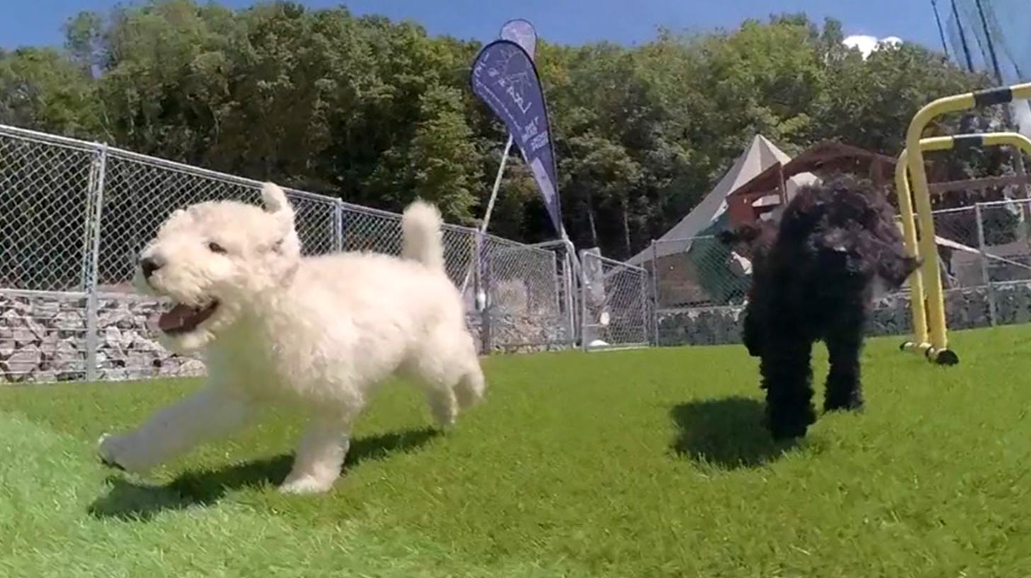 Loca 1/3（ロカ サンブンノイチ）ドッグランを走るトイプードル