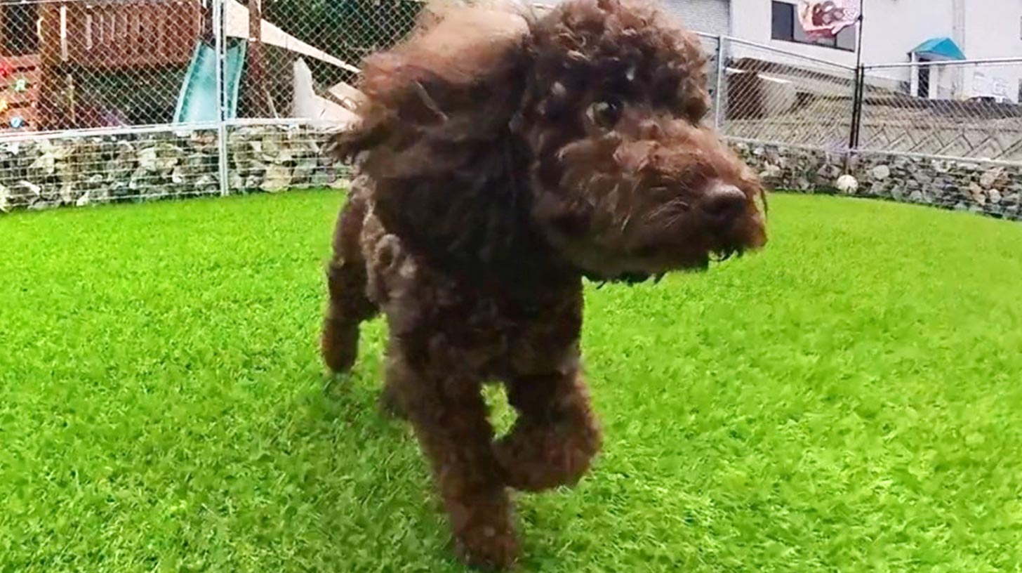 Loca 1/3（ロカ サンブンノイチ）ドッグランを走るトイプードル