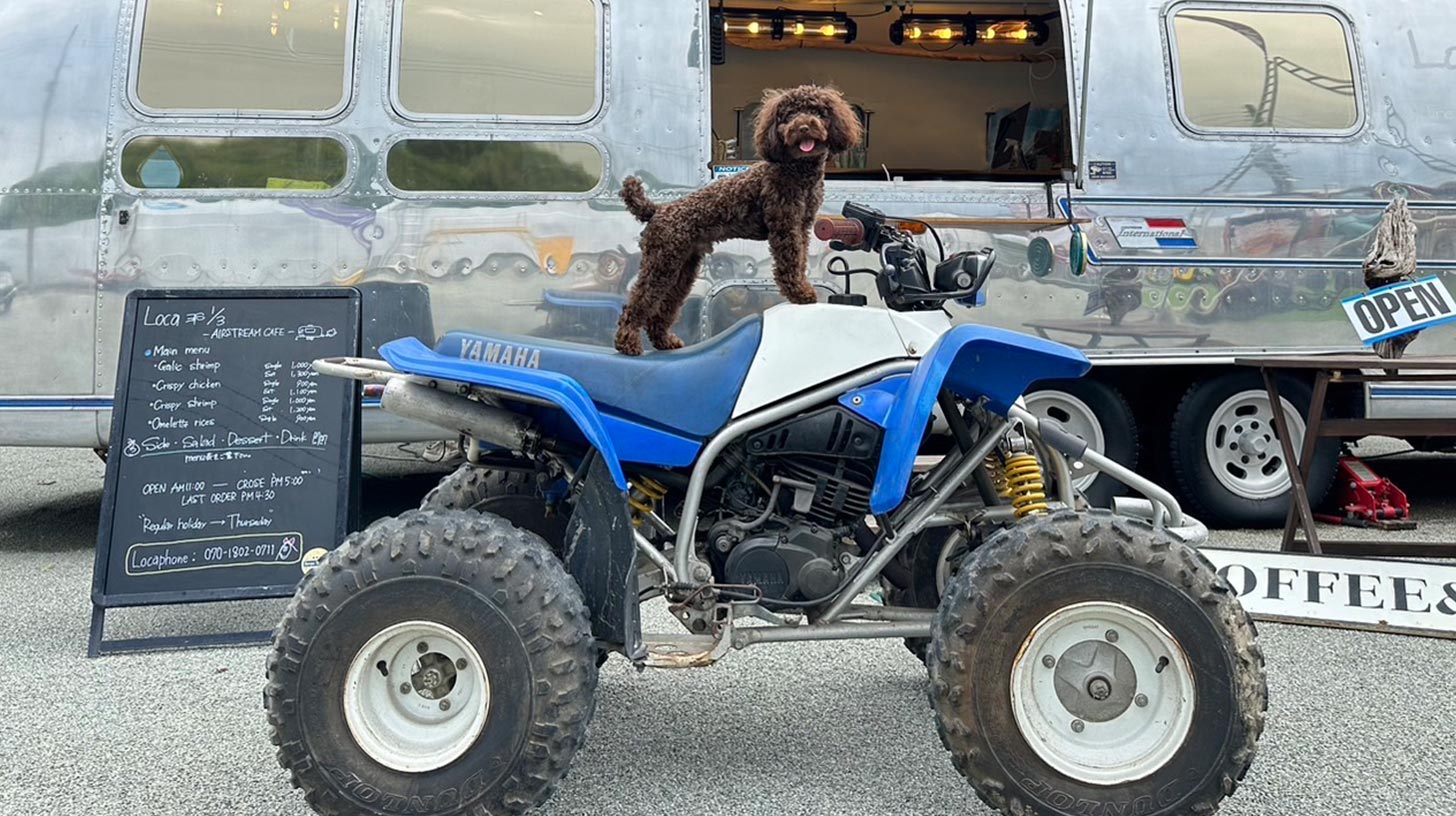 Loca 1/3（ロカ サンブンノイチ）キッチンカー前すぺーすにて、看板犬のトイプードル