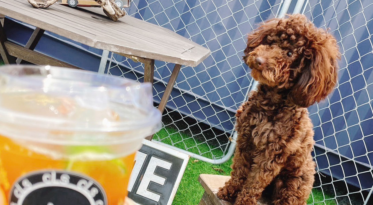 ドッグランイメージ